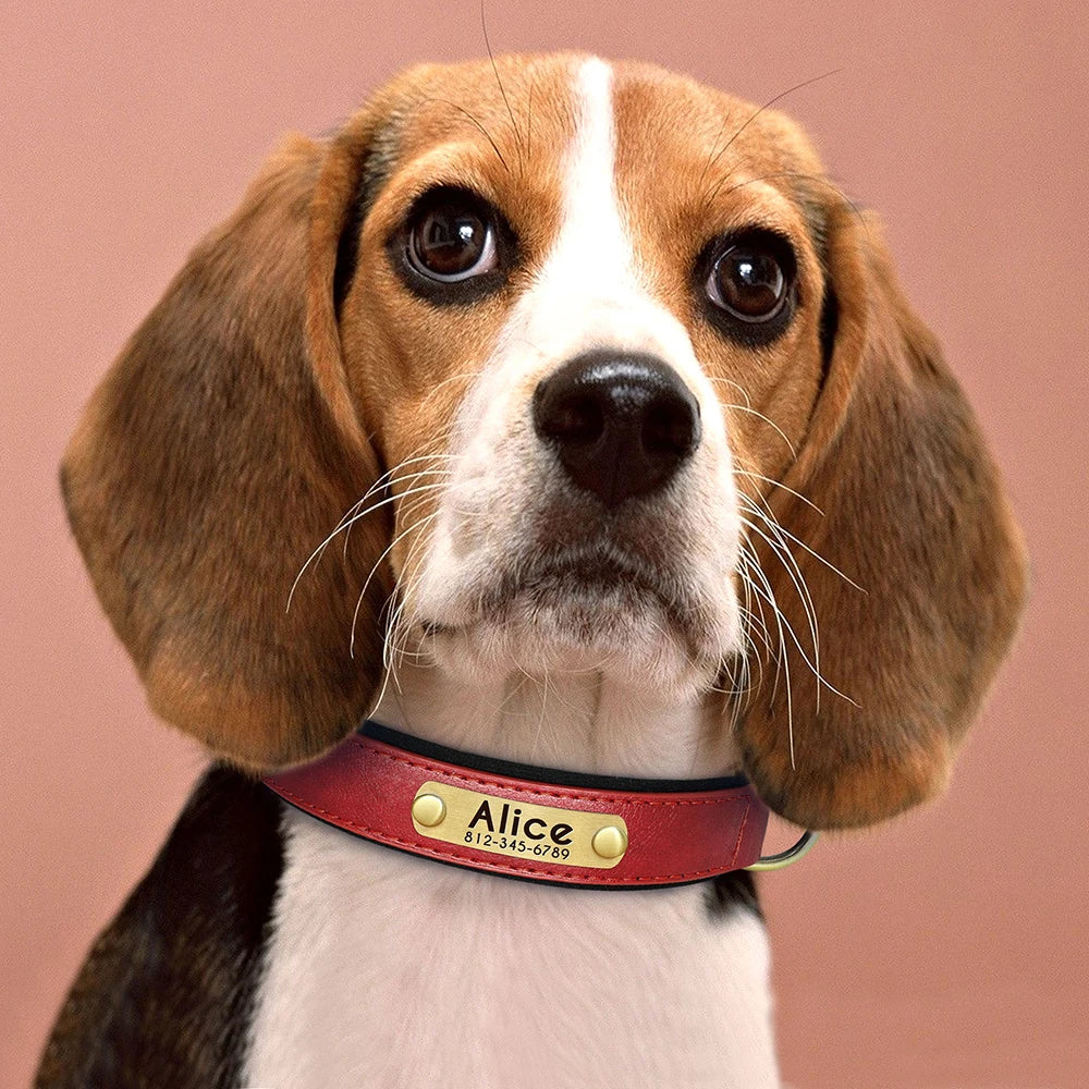 Collar Personalizado de Cuero PU Acolchado – Con Placa Grabada para Mascotas Pequeñas y Medianas